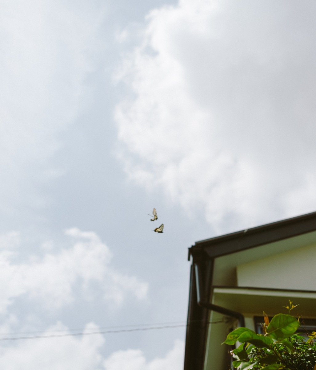 スナップ写真