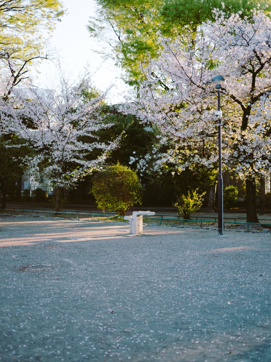 スナップ写真