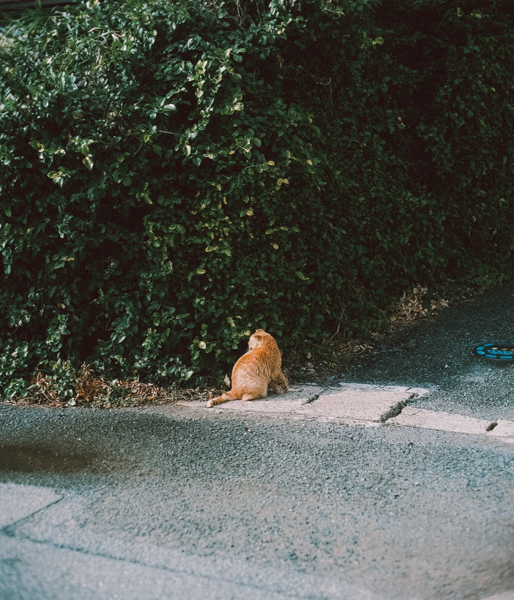 スナップ写真