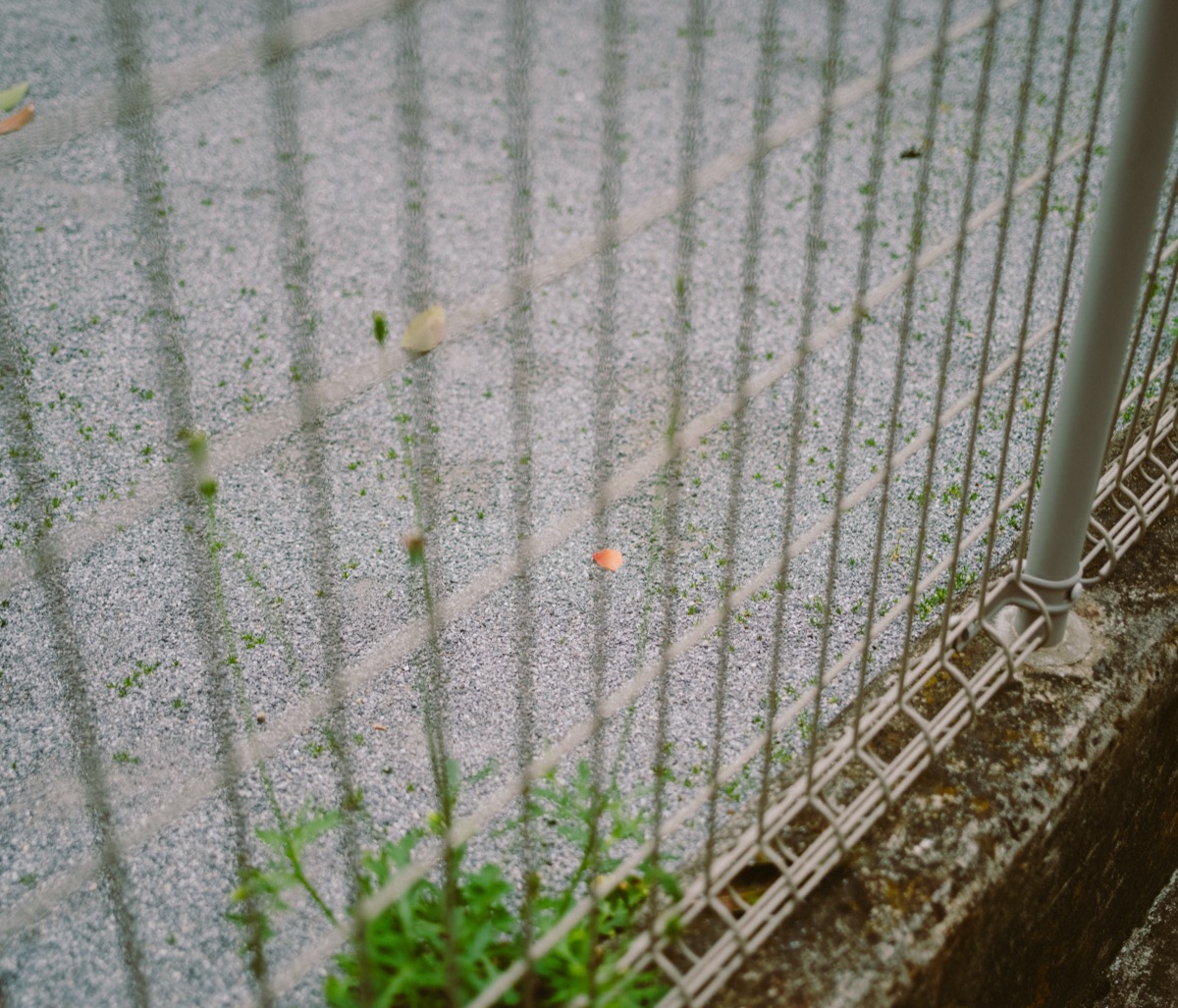 スナップ写真
